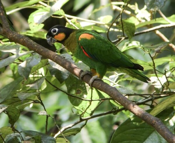 A wild Orange-cheeked Parrot perches on a branch