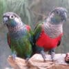 A Pearly Conure (left) and a Crimson-bellied Conure (right) perch on a log