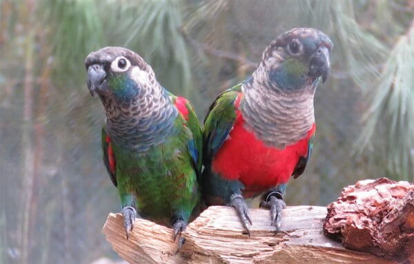 A Pearly Conure (left) and a Crimson-bellied Conure (right) perch on a log