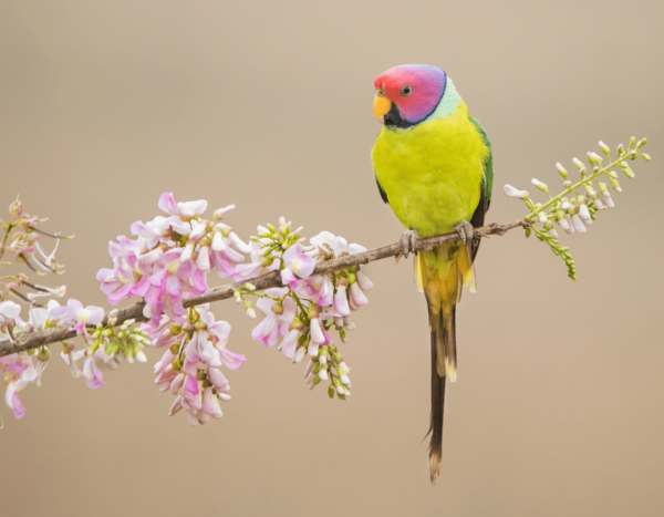 A wild Plum-headed Parakeet perches on a flowering branch