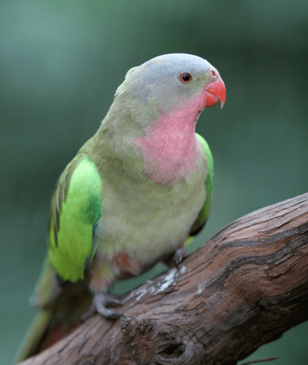 A Princess Parrot perches on a limb
