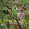 A wild Maroon-tailed Conure perches on a twig