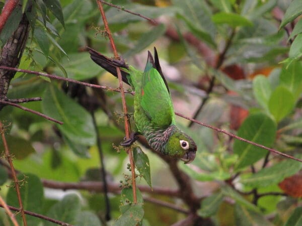 A wild Maroon-tailed Conure perches on a twig