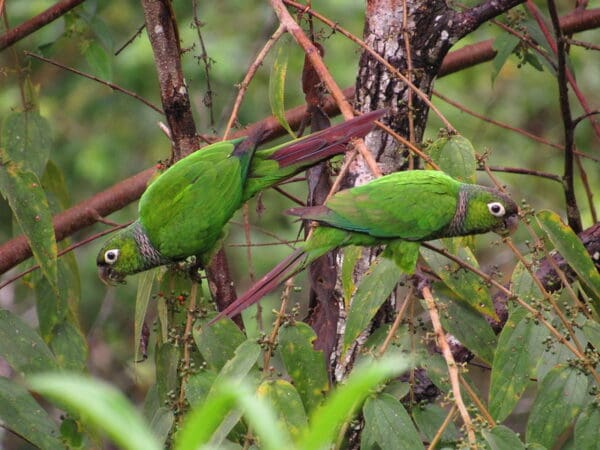 Wild Maroon-tailed Conures forage for berries