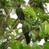 Wild Maroon-tailed Conures perch in a leafy tree
