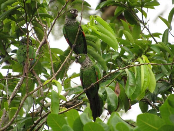 Wild Maroon-tailed Conures perch in a leafy tree
