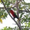 A wild Purple-bellied Lory perches on a branch