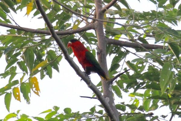 A wild Purple-bellied Lory perches on a branch
