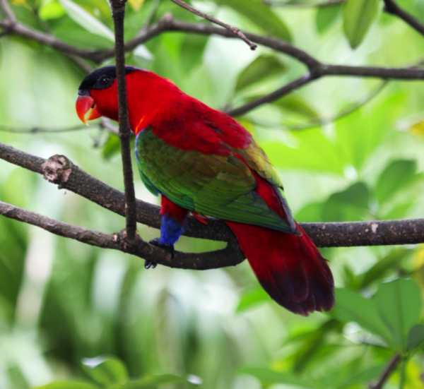 A wild Purple-naped Lory perches on a branch