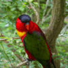 A Purple-naped Lory perches on a branch
