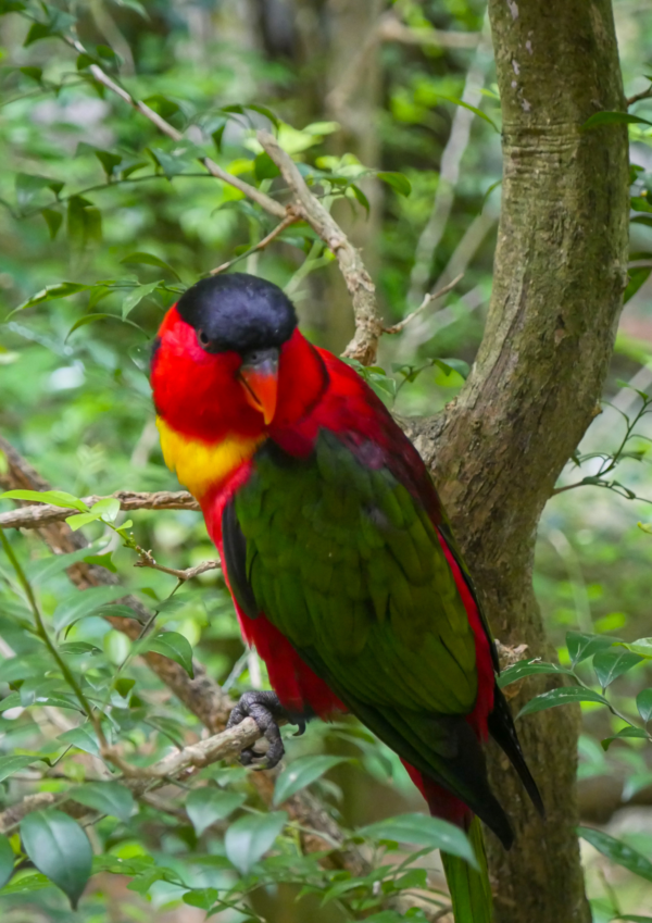 A Purple-naped Lory perches on a branch