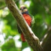 A wild male Red-breasted Pygmy Parrot perches on a branch