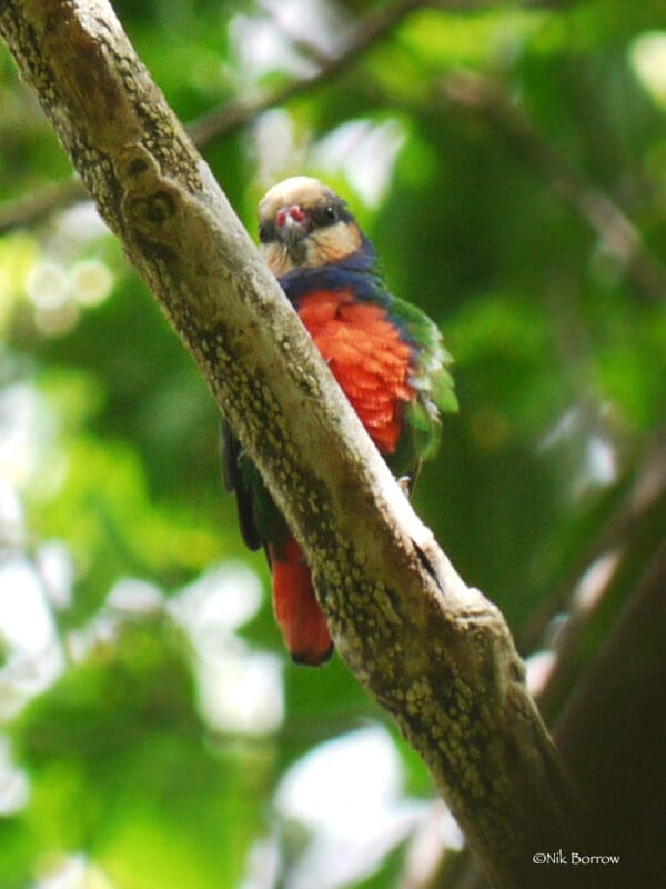 A wild male Red-breasted Pygmy Parrot perches on a branch