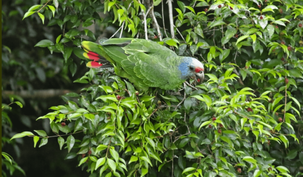 A wild Red-tailed Amazon feeds in a tree