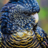 A closeup of a female Red-tailed Black Cockatoo
