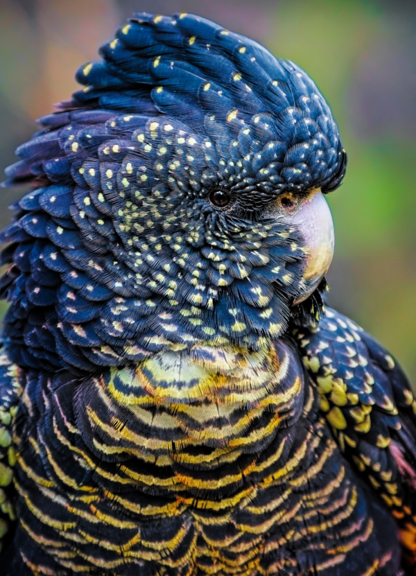 A closeup of a female Red-tailed Black Cockatoo