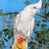 A Red-vented Corella perches on a twig