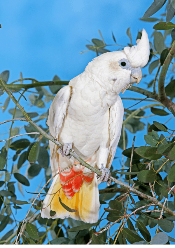 A Red-vented Corella perches on a twig