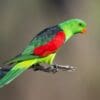 A wild male Red-winged Parrot perches on a twig
