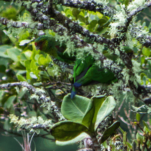 Wild Red-faced Parrots move around in a moss-covered tree