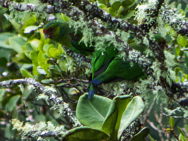 Red-faced Parrot Conservation