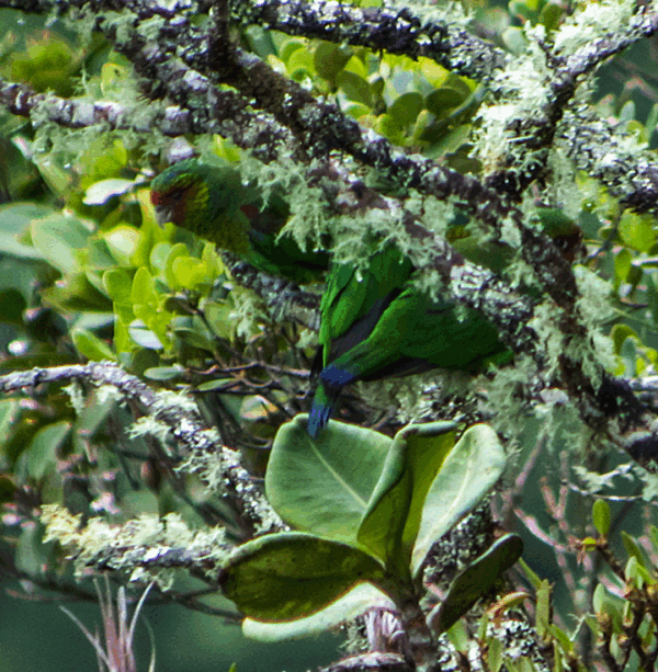 Wild Red-faced Parrots move around in a moss-covered tree