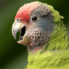 A closeup of a Red-tailed Amazon