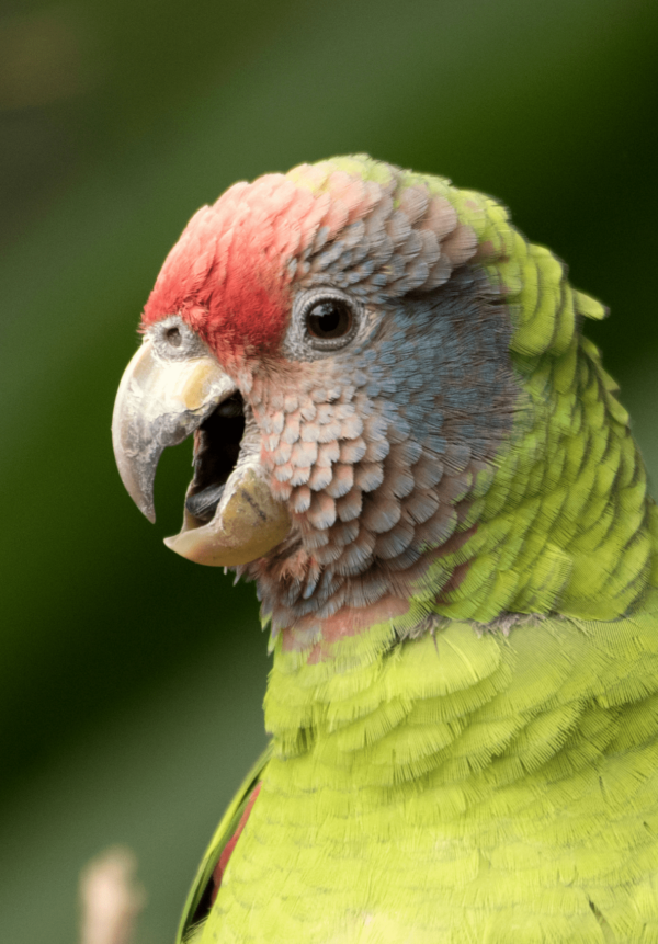 A closeup of a Red-tailed Amazon