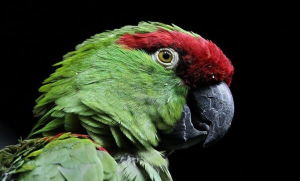 A closeup of a Thick-billed Parrot