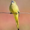 A wild Rock Parrot perches on a wire