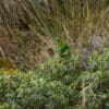 A wild Rufous-fronted Parakeet perches in a bush