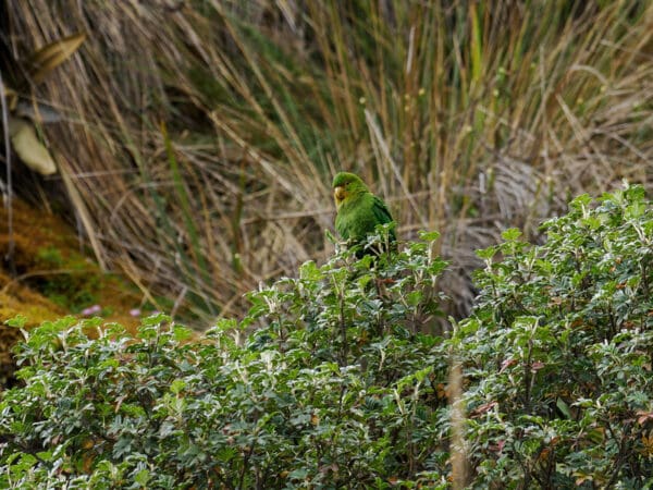 A wild Rufous-fronted Parakeet perches in a bush