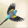 A wild male Golden-shouldered Parrot in flight