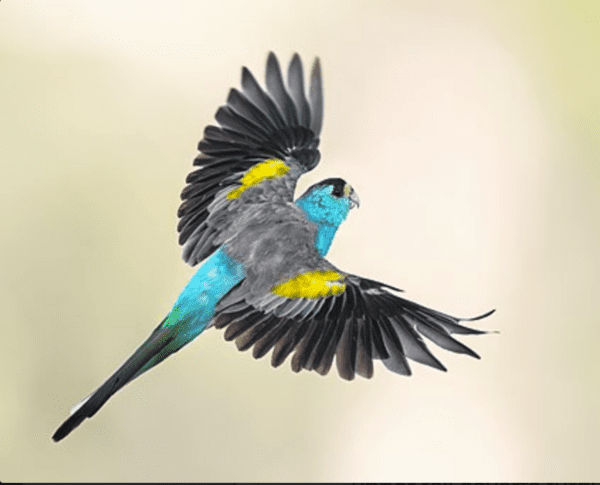 A wild male Golden-shouldered Parrot in flight