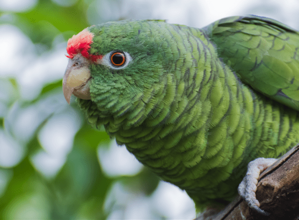 A wild Tucumán Amazon perches on a branch