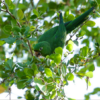 A wild Hispaniolan Conure feeds in a tree