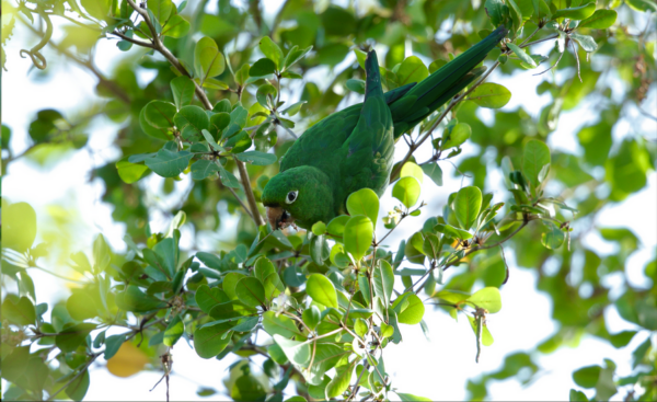 A wild Hispaniolan Conure feeds in a tree