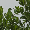 A wild Black-billed Amazon perches in a tree