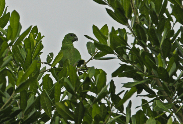 A wild Black-billed Amazon perches in a tree