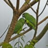 Wild Black-billed Amazons interact in a tree