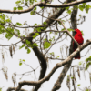 A wild female Sumba Eclectus perches in a tree