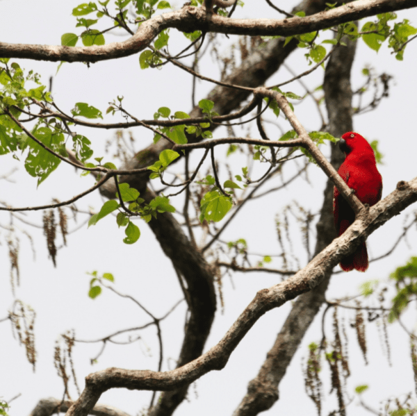 A wild female Sumba Eclectus perches in a tree