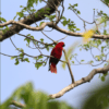 A wild female Sumba Eclectus perches in a tree