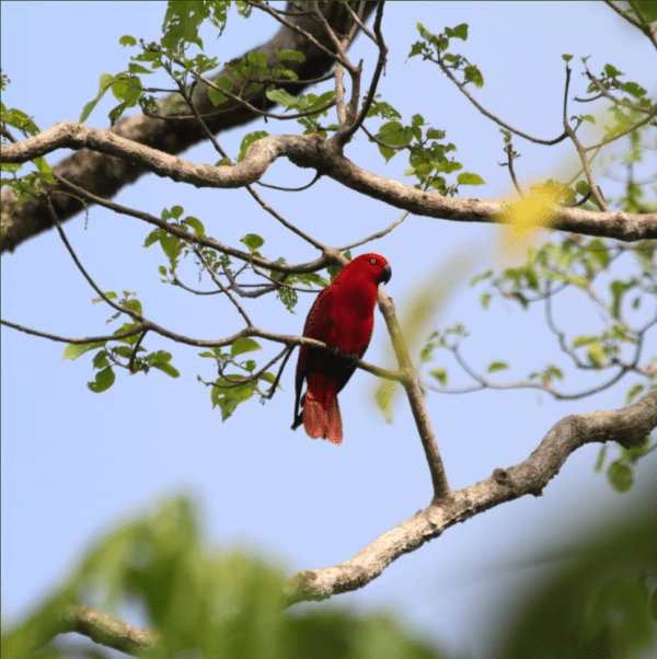 A wild female Sumba Eclectus perches in a tree