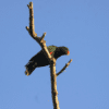 A wild male Sumba Eclectus perches on a branch