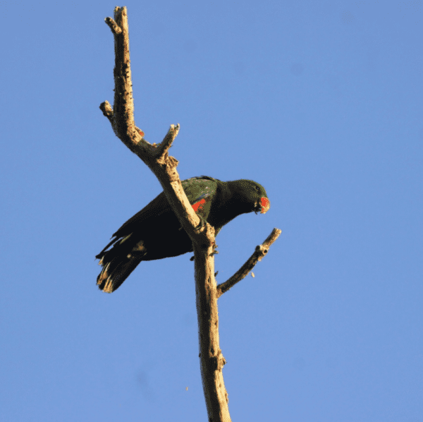 A wild male Sumba Eclectus perches on a branch