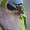 A female Derbyan Parakeet chews on a piece of wood