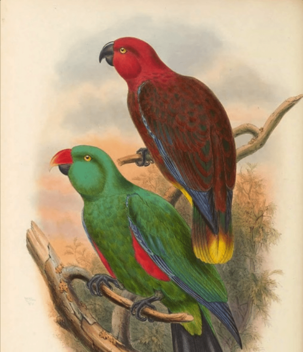 An illustration shows a Tanimbar Eclectus pair, female top and male bottom