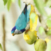 A wild Ultramarine Lorikeet dangles from fruit on a tree