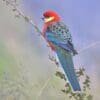 A wild male Western Rosella perches on a twig